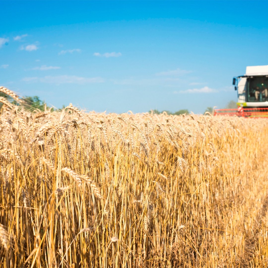 wheat_0000_combine-harvester-working-wheat-field