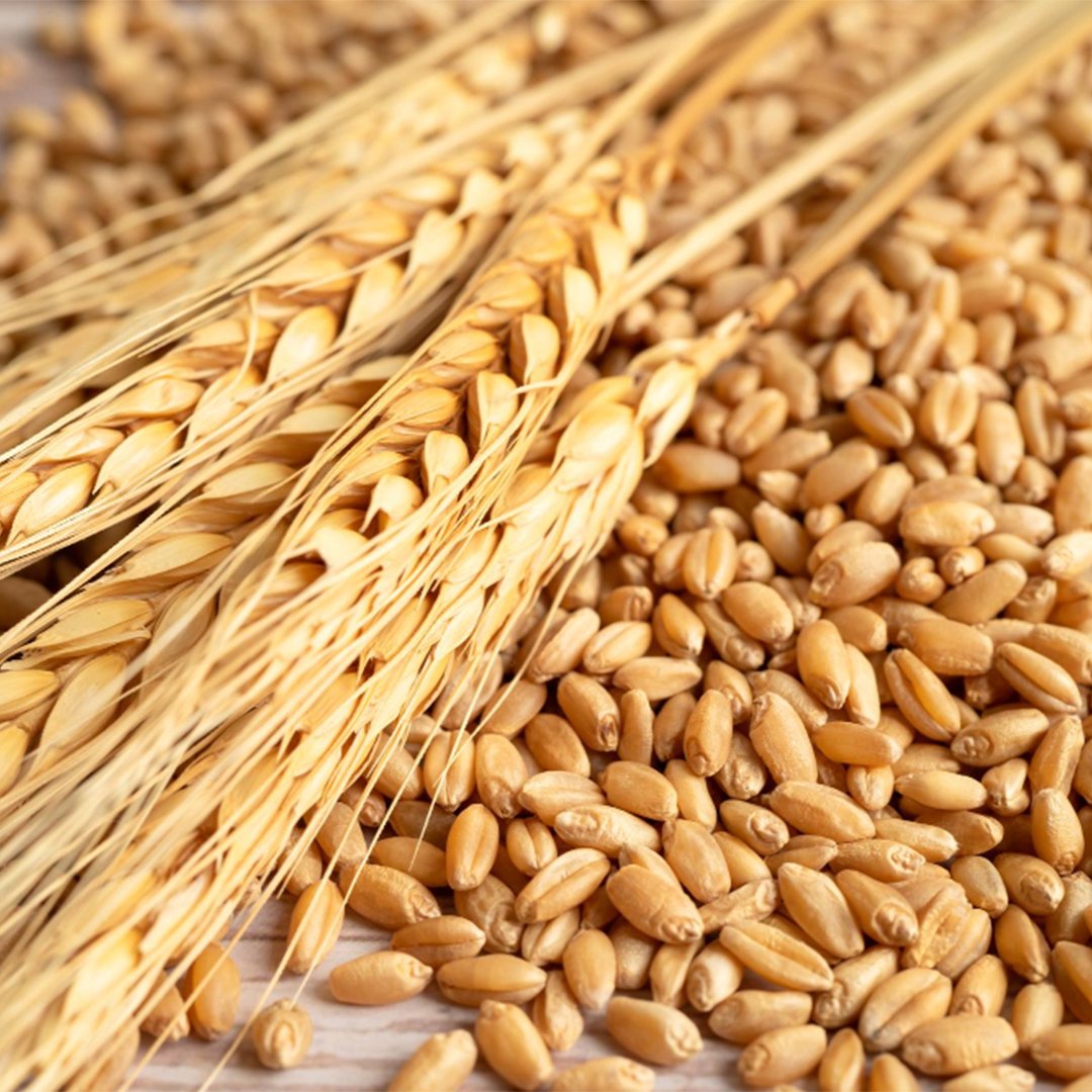 wheat_0003_grains-wheat-ears-from-organic-agriculture-farm